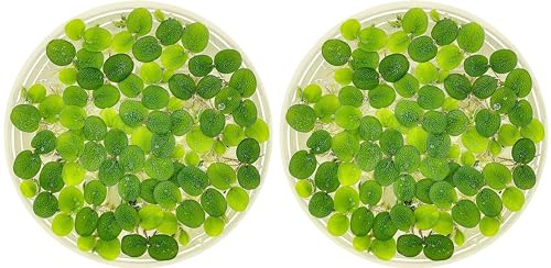 Water Spangle, Salvinia Minima, Live Aquarium/Aquatic/Freshwater/Floating/Pond Plant/Planted Tank/Aquascaping/Paludarium by Aquarium Plant Center (24 Plants, 120+ Leaves)