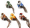 JRYGAC 5 Stück Vogel Deko, Deko Vögel mit Clip, Deko Vogel Bunt, Vogel Deko Figuren, Mini Künstliche Vögel mit Clip, Deko Vögel mit Federn, für Garten Frühling Deko Party Dekoration