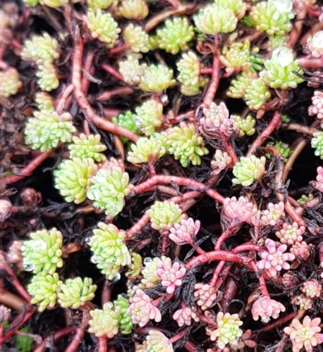 Sedum hispanicum/Orpin d'Espagne/Godet/Succulente
