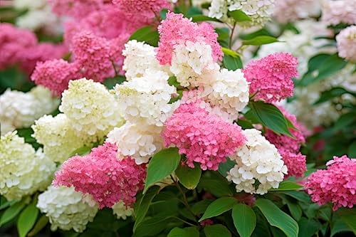 Rispenhortensie Vanille-Fraise 30-40 cm im Topf | Hydrangea paniculata | winterhart & schnittverträglich | Blühende Gartenpflanze weiß-rosa | sofort pflanzbar