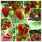 Red Strawberry Climbing Strawberry Fruit Plant Seeds Giardino domestico Nuovo 300 pezzi