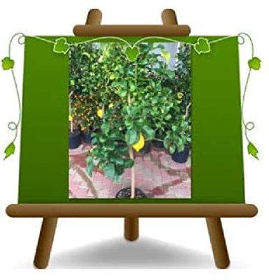 EURO PLANTS VIVAI Agrumi Limone Femminello Carrubaro pianta da frutto *Altezza 180 cm Vaso 35 cm