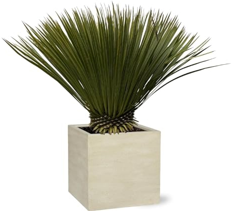 NatureNest, Palmlilie, Yucca rostrata, 1 Stück, 70-80cm, Zimmerpflanze, Sukkulente