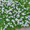 100 Pcs Blaukissen Samen Winterhart Mehrjährig - Aubrieta Cultorum - Kräuterpflanzen, Blumen Für Balkon Blaukissen Pflanzen Samen, Ausgefallene Geschenke, Bodendecker Winterhart Mehrjährig