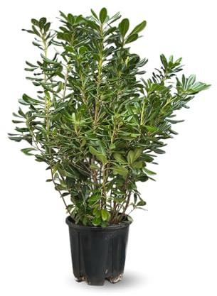 Attitude Garden - Pittosporum tobira - häckväxter - 90-100 cm - ⌀ 22 cm - utomhusanläggning
