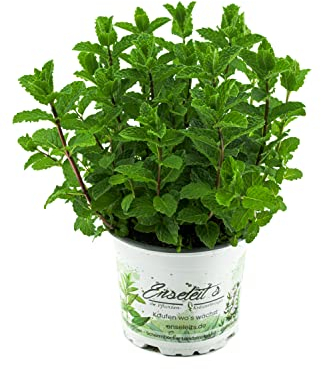 Menta marroquí Mentha Spicata v. Crispa, té fresco menta, hierbas planta