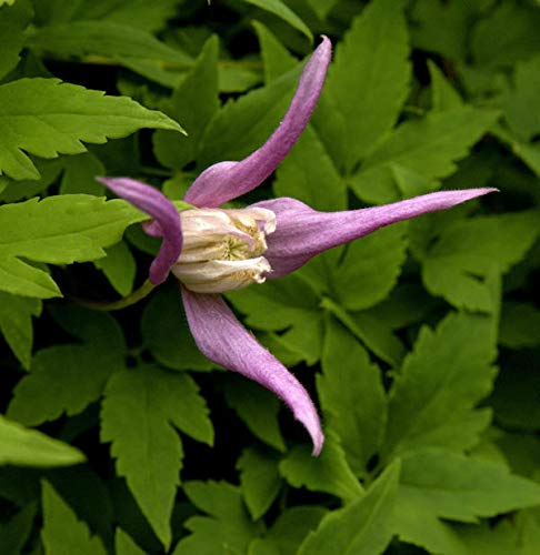 Alpen Waldrebe Properitus 60-80cm - Clematis alpina - Gartenpflanze
