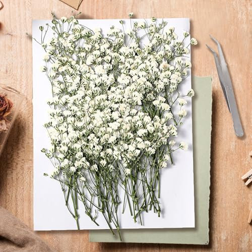130 Pezzi Gypsophila Essiccata Bianchi Fiori Secchi per Decorazioni Mini Fiori Bianchi di Gypsophila Secchi in Vera Natura per l'artigianato Artistico di Resina, Nozze Decorazioni