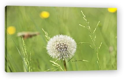 WeißE Pusteblume Modernes Bild Wandkunst Dekoration Blumen Mit NatüRlicher Landschaft Als Hintergrund Bilder Kunstwerk NaturpflanzengemäLde Druck Wandkunst FüR Die Wohnzimmerdekoration 85x50cm