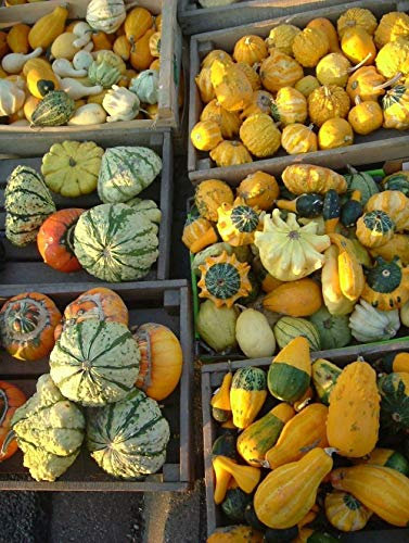 Cucurbita Pepo VAR ovifera - Ornamental Gourds - 30 Fresh (wafer) Seeds