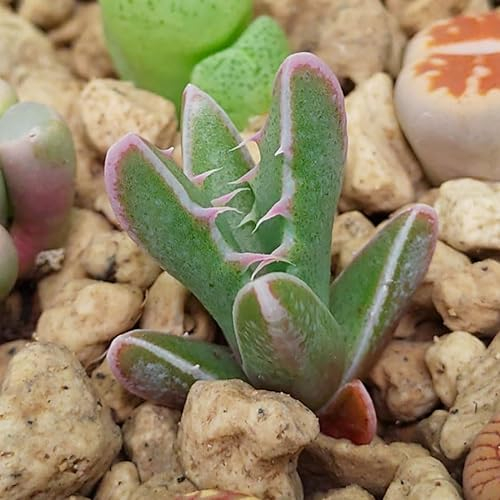 Faucaria tigrina - Sunnyplants, Faucaria, Lithops raras, plantas de Lithops, Suculentas de piedra viva, plantas Faucaria, Piedras vivas, Lithops, Lithop