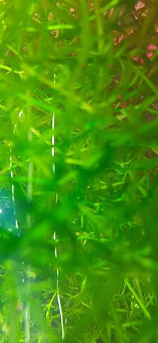 Nixkraut Aquariumpflanze, 1 Bund, Wasserpflanze für Süßwasseraquarium