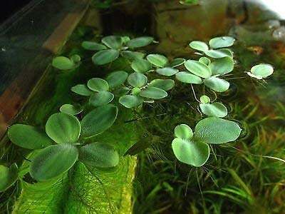 12 Dwarf Water Lettuce, Pistia stratiotes, Live Aquarium/Floating/Aquatic Plant