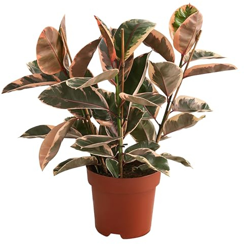 Dehner Gummibaum Belize, Ficus elastica, rosa-grün panaschierte Blätter, ca. 60-70 cm inkl. Pflanztopf, Ø Topf 21 cm, Zimmerpflanze