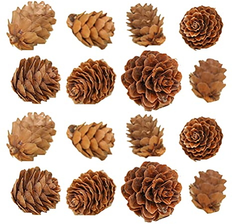 Amosfun 100 Stücke Basteln Zapfen 1-2 cm Tannenzapfen Kiefernzapfen Naturzapfen Tannenzapfen Schwarzkiefer Weihnachtsbaum Zapfen Weihnachtsdeko für Ornament DIY Dekoration Herbstdeko