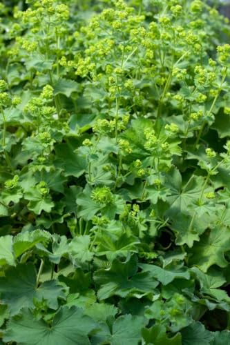 Alchemilla epipsila 9x9 cm Topf – Winterhart, Mehrjährig, Pflegeleicht – Frauenmantel – Bodendecker für Beet & Garten
