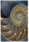 Puzzles, Holzpuzzles Erwachsene Unzip Puzzle 300 Teile Bilderpuzzle, Erstaunliches Gemälde einer gekammerten Nautilus