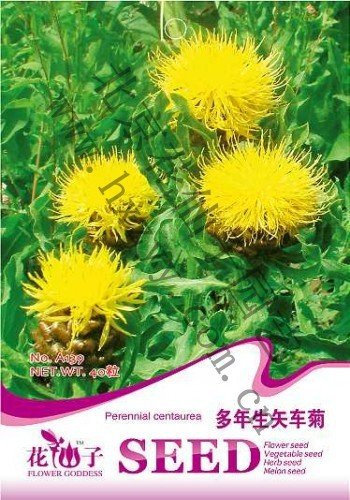 Semillas de flores de aciano semilla perenne envase original de 40 granos / bolsa