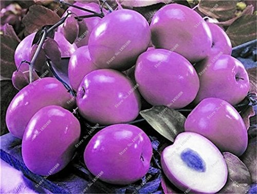 Big Jujube Zizyphus Seed Honig süßen Termine Palm Seed Obstbaum Bonsai Pflanze DIY Hausgarten liefert einfache 20 Samen wachsen 8