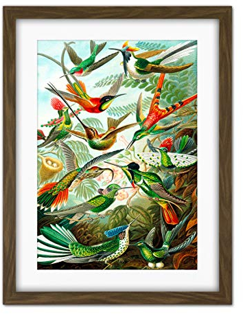 Wee Blue Coo Haeckel Plate 99 Hummingbirds Artwork Framed Wall Art Print 18X24 Inch Teller Wand