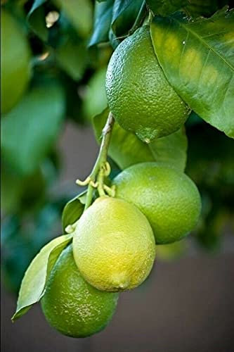 Lime “Citrus Aurantifolia”, Limetta messicana, pianta innestata in fitocella Agrumi di Sicilia, Made in Italy, Vivaio di Castelletto