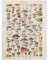 Bilderwelten Leinwandbild Vintage Lehrtafel Pilze 40 x 30cm Recycled Canvas