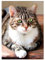 Ideen mit Herz 5D Diamond Painting | Diamant Painting Set | Motiv: 35 x 25 cm | Leinwand: 30 x 40 cm | runde Steinchen | inkl. Zubehör | Verschiedene Bilder zur Auswahl (Katze 2)