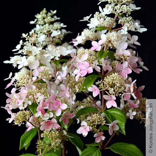 Rispenhortensie 'Confetti'®, Hydrangea paniculata, weiß, 3er-Set, Topf 5 Liter