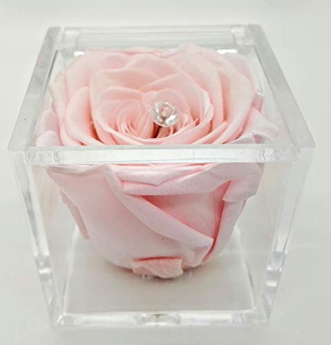 Rosa rosa eterna vera stabilizzata in cubo di plexiglass. Idea regalo handmade. Alta qualità. Originale regalo