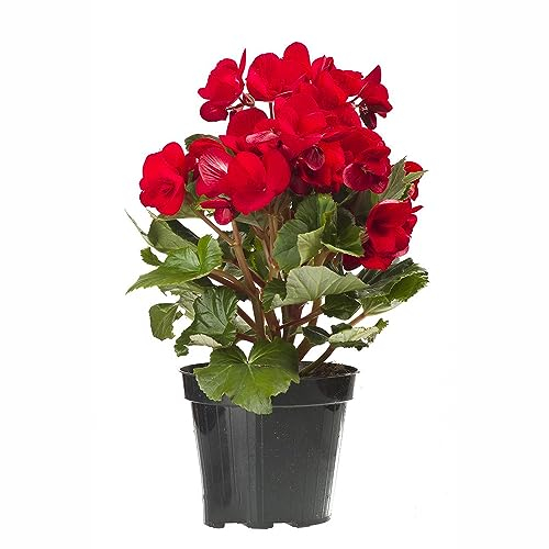 30 pcs begonien hängend begonie samen - winterharte pflanzen für garten,Malus spectabilis,begonia dekoration wohnzimmer pflanztopf bäume garten winterhart nachhaltige geschenke für