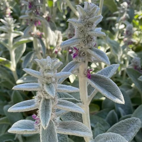 30 Pcs Wollziest Pflanze Kaufen Samen - Kräutergarten Balkon, Winterharte Stauden (Stachys Byzantina) Pflanzensamen, Pflanzen Für Sonnige Plätze, Saatgut Blumenbeet Balkon Kräutergarten,