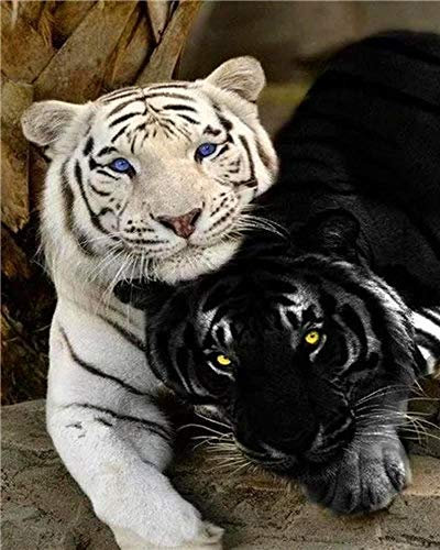 Weißer Tiger und schwarzer Tiger Puzzle 1000 Teile Landschaft Erwachsenenpuzzle Holzpuzzle 3D Klassisches Puzzle DIY Moderne Kunst Hauptdekoration Dekoration Gemälde38x26CM