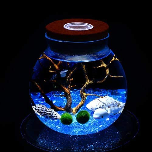 Veilleuse LED pour terrarium - Kit Marimo pour aquarium - Pot en verre avec 2 boules de mousse aquatique en verre bleu, ventilateur branche de corail et coquillages (bleu)