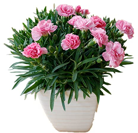 WmHeoo2077 Samen fü Blumen,Doppelte Nelkensamen, einfach zu züchtende lebende Blumensamen, gemischte Farbe, 100 Kapseln,Blumenwiese