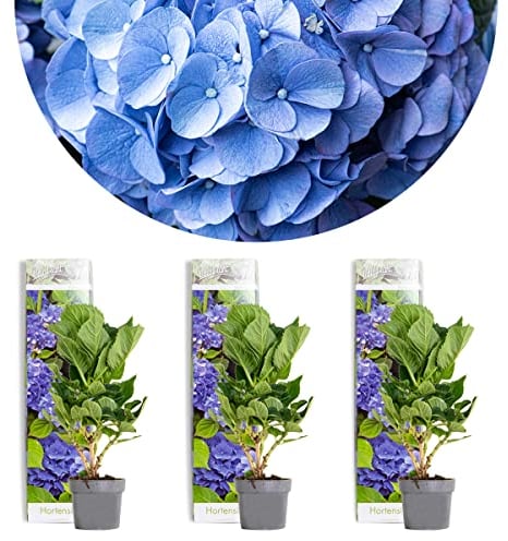 Bloomique - 3er-Set - Hydrangea Macrophylla Early Blue - Hortensie - Bauernhortensie - Gartenpflanzen - Winterhart - 20-30 cm Hoch - Topf 10,5 cm