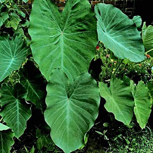 Haloppe 20 semillas de plantas de alocasia para plantar en el jardín del hogar, semillas de alocasia pequeñas semillas de oreja de elefante para granja C