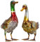 Lifestyle & More Moderne Gartenfigur Gartenskulptur Ente im 2er Set aus Metall Mehrfarbig Höhe 40+43 cm Breite 35+40 cm
