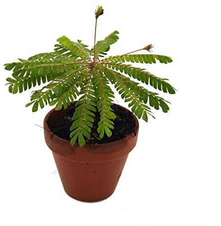 Südseepalme, (Biophytum sensitivum), im 9cm Tontopf, ideal für Kinder, die Pflanze die sich bewegt (1 Pflanze)