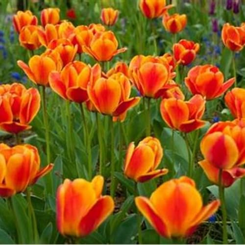 Tulpenzwiebeln-Winterhart MehrjäHrig,Tulpen Pflanzen,Tulpenzwiebeln Winterhart Aus Holland,Tulpenzwiebeln Winterhart,Zuverlässiger Verkäufer,Bonsai Pflanze-10zwiebeln-e