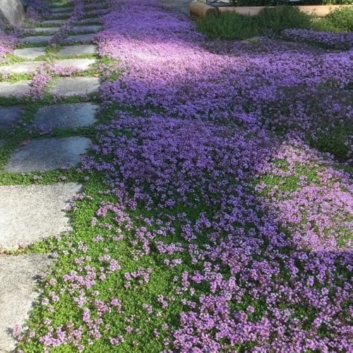 Thymian, Sandthymian, bodendecker blumenwiese mehrjährig winterhart blumensamen hochbeet 1000Samen