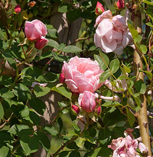 Kletterrose Albertine 30-60cm - lebende Gartenpflanze aus den Baumschulen