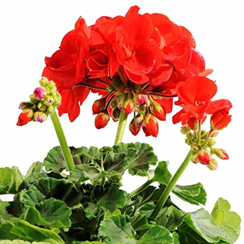 Geranio PREMIUM de Color Rojo | DECOALIVE | Cultivo Seleccionado | Maceta Ø 15cm | Flores Rojas