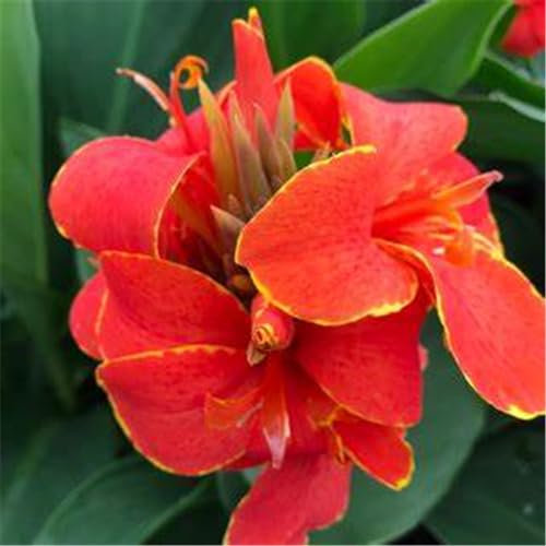 Canna-Pflanze, Canna-Knolle, winterharte Pflanze, einfach zu pflanzen, verschönert den Garten, wächst gut in Töpfen-2knollen-D