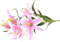 HXSCOO Künstliche Lilien sechs Köpfe Hochzeitsdekoration Blumenstrauß Home Wohnzimmer Dekoration Blumenarrangement (Color : Light Pink)