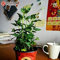 Swansgreen 100Pcs Giant Hibiscus Flower Seeds(Hibiscus Moscheutos) Mix Colors Perennial Cottonrose Hibiscus Seeds Rare Bonsai Plant Seeds