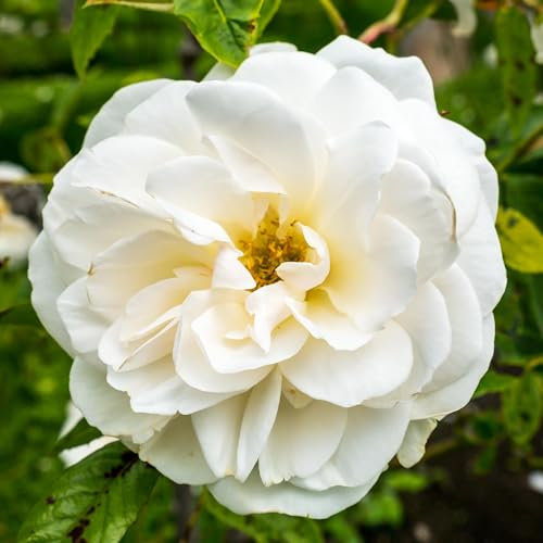 Climbing Rose Snow Princess - Climbing Roses Plants for Outdoor with Stunning Bright White Blooms - Gorgeous Garden Roses Ready to Plant - Fragrant Rose Plants for The Garden (3 Litre Pot, 50-70cm)