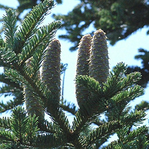 Abies Alba Silbertanne, 10 Samen