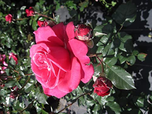 Rosa Charisma ® - Edelrose Charisma ® - Noack Rose - ADR Rose