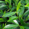 Pianta vera di Prunus laurocerasus Caucasica - Diametro Vaso Ø 20 cm