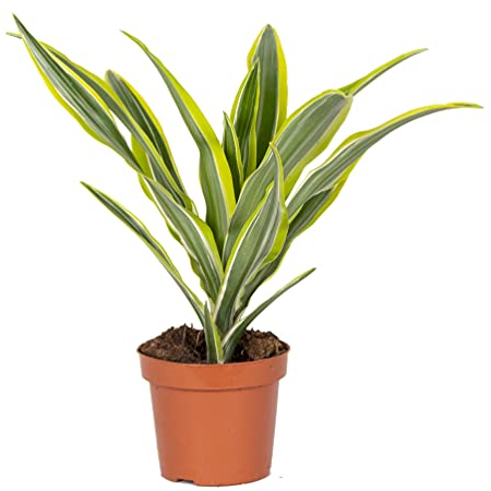 Bloomique - Dracaena Lemon Lime - Drachenbaum - Zimmerpflanzen - Luftreinigend - Sehr pflegeleicht - 20-30 cm Hoch - Topf 12 cm